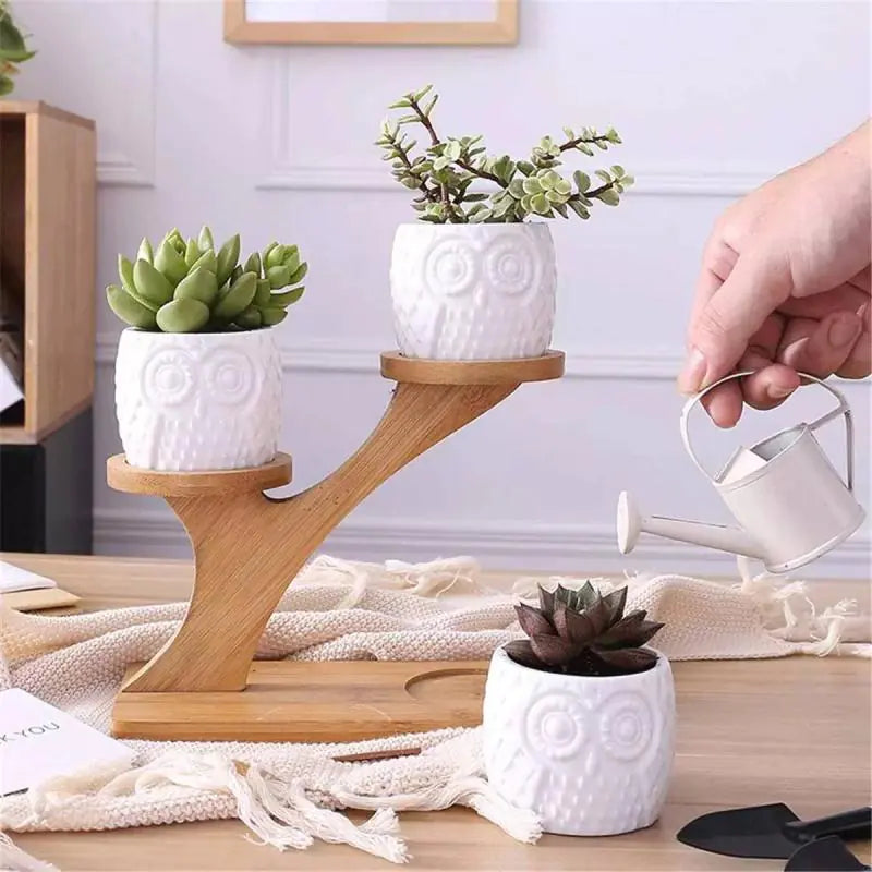 White Ceramic Succulent Pots with Bamboo Stand - 4 Styles Available