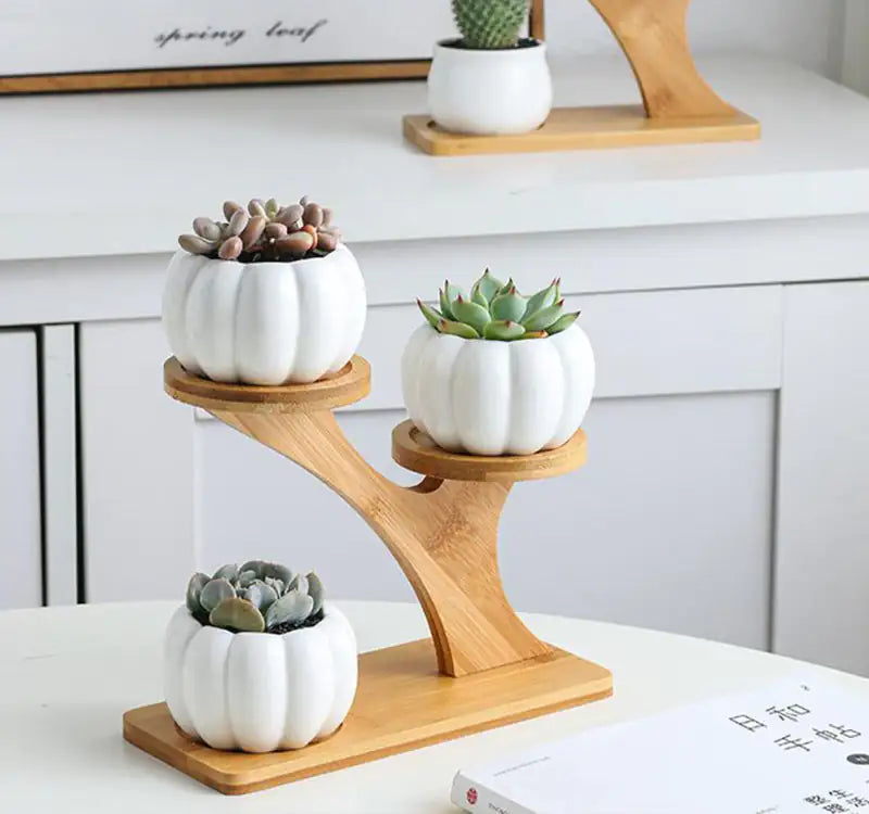 Succulent Pots & Bamboo Shelf